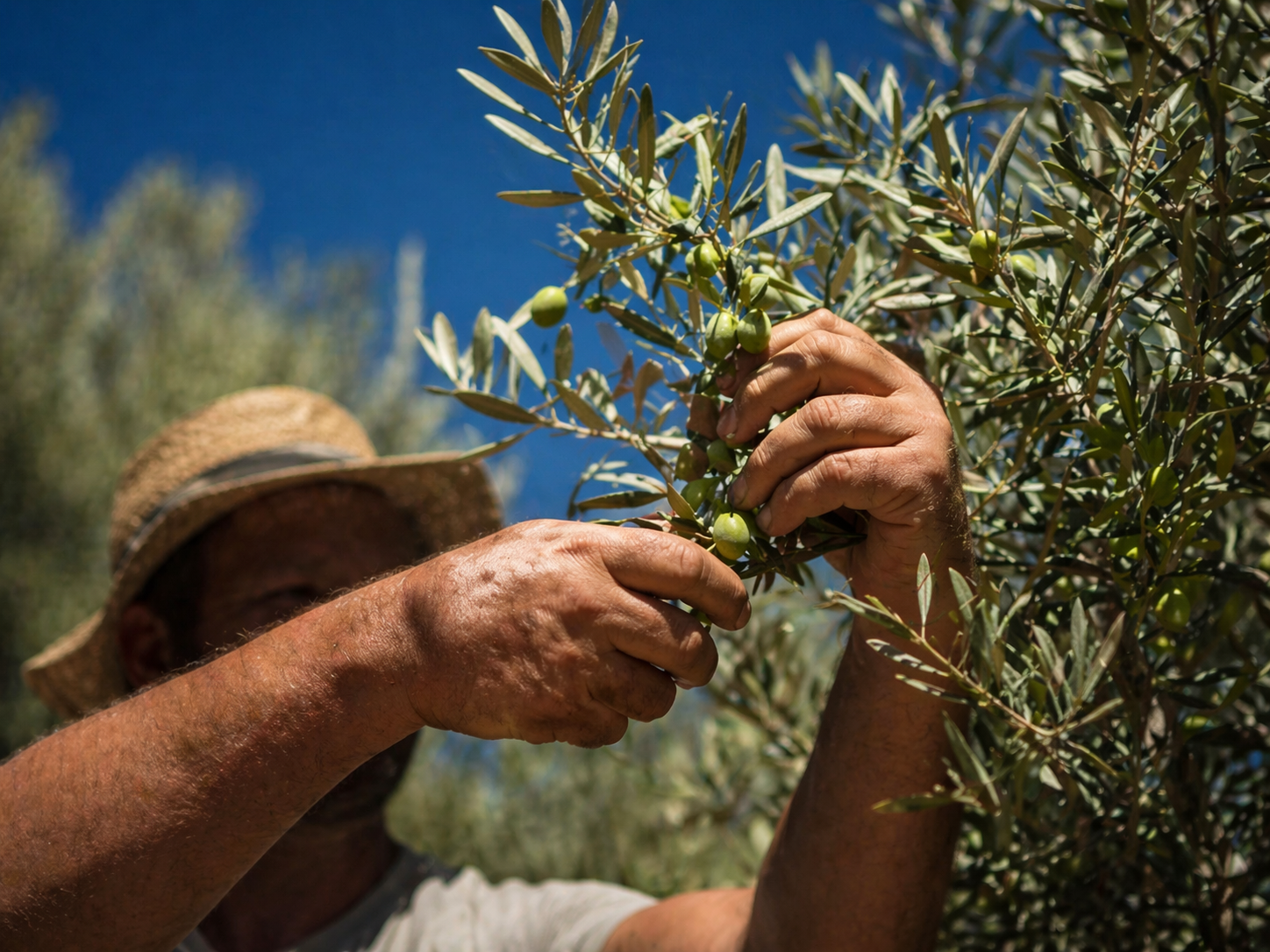 Pure Elixir Sierra de Gata - Aceite de Oliva Virgen Extra extracción en frío